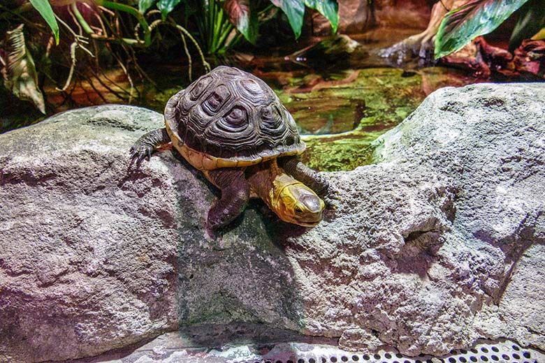 Gelbrand-Scharnierschildkröte am 1. Januar 2023 im Terrarium im Grünen Zoo Wuppertal