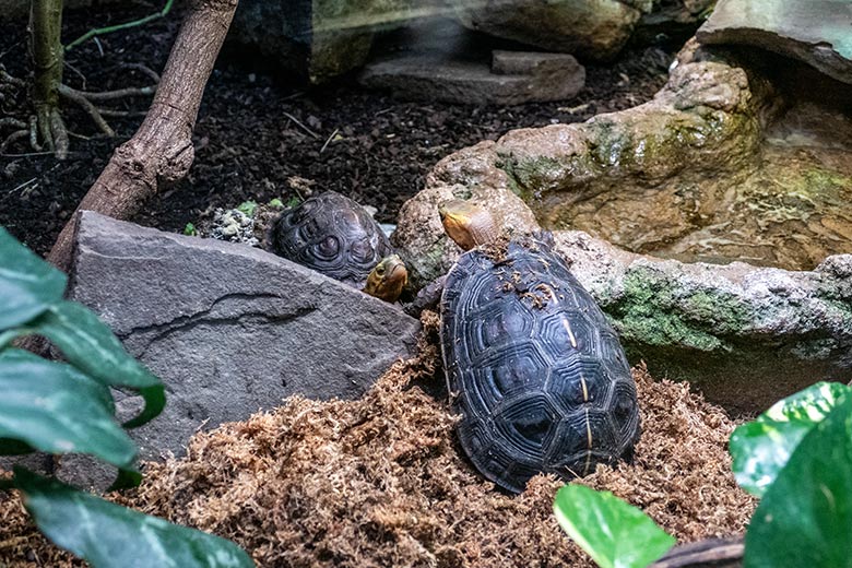 Männliche und weibliche Gelbrand-Scharnierschildkröte (rechts vorn) am 23. Januar 2023 im Terrarium im Zoo Wuppertal