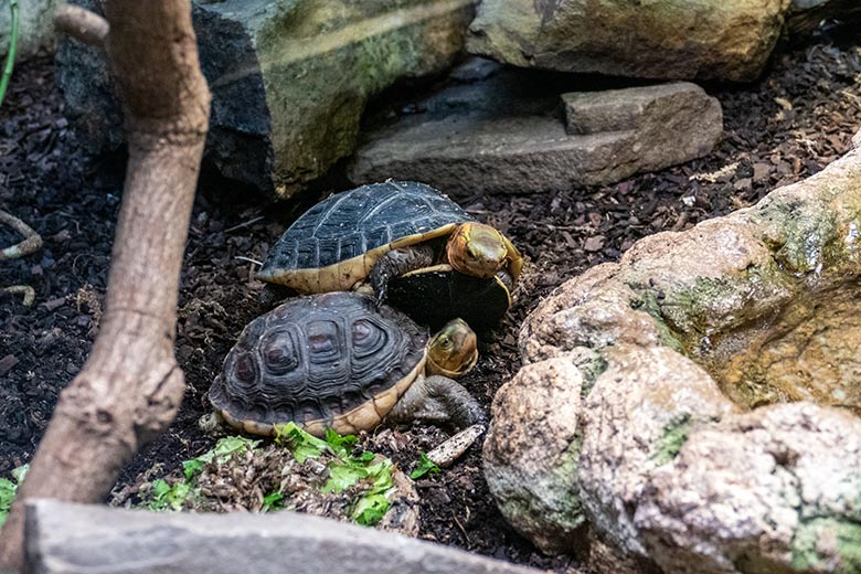 Männliche und weibliche Gelbrand-Scharnierschildkröte (hinten) am 23. Januar 2023 im Terrarium im Grünen Zoo Wuppertal