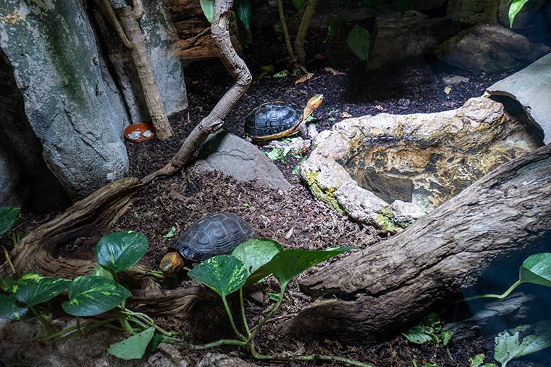 Gelbrand-Scharnierschildkröten am 29. Januar 2024 im Terrarium im Wuppertaler Zoo