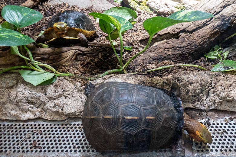 Gelbrand-Scharnierschildkröten am 29. Januar 2024 im Terrarium im Zoologischen Garten der Stadt Wuppertal