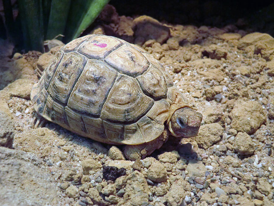 Ägyptische Landschildkröte im Zoologischen Garten Wuppertal im August 2012