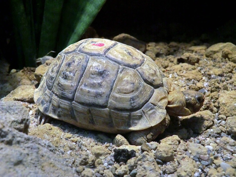 Ägyptische Landschildkröte im Zoologischen Garten Wuppertal im August 2012