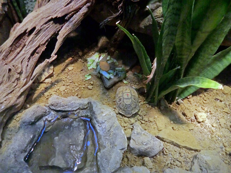 Ägyptische Landschildkröte im Wuppertaler Zoo im August 2012