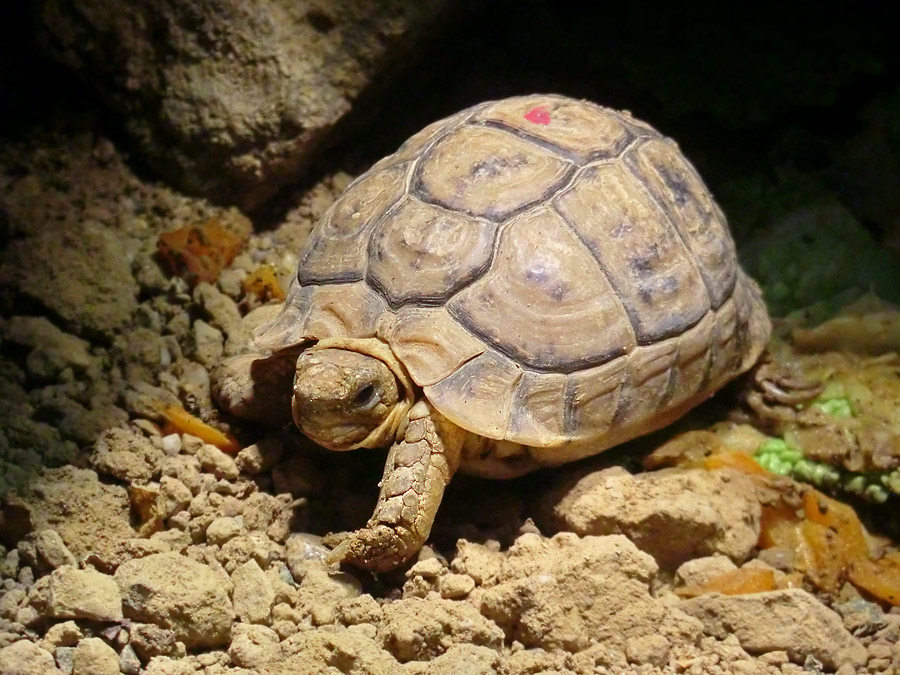 Ägyptische Landschildkröte im Zoologischen Garten Wuppertal im Dezember 2012
