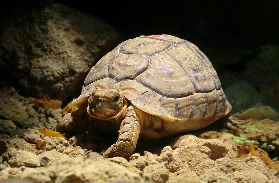 Ägyptische Landschildkröte im Wuppertaler Zoo im Dezember 2012