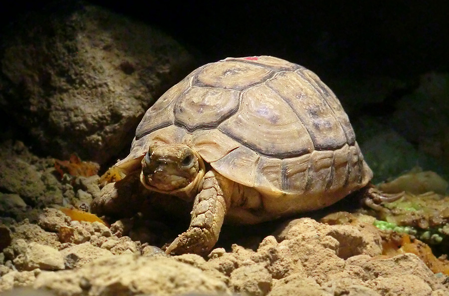 www.zoo-wuppertal.net - Ägyptische Landschildkröte