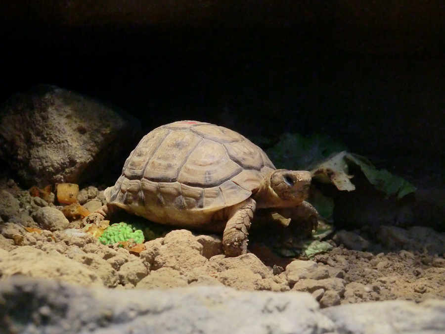 Ägyptische Landschildkröte im Zoo Wuppertal im Dezember 2012
