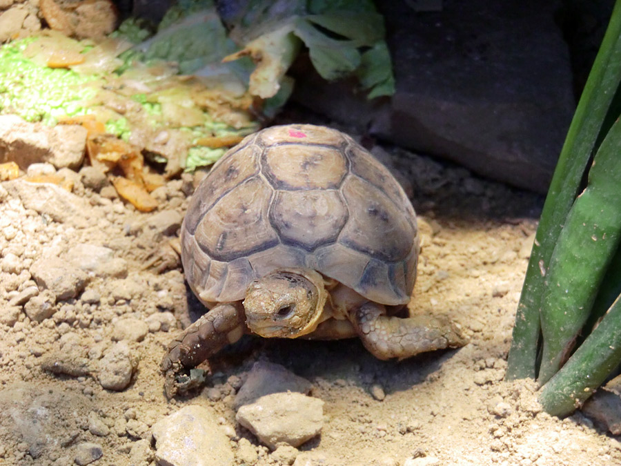 www.zoo-wuppertal.net - Ägyptische Landschildkröte