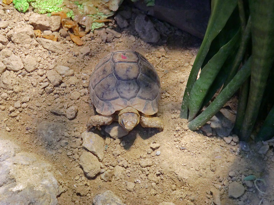 Ägyptische Landschildkröte im Zoologischen Garten Wuppertal im Dezember 2012