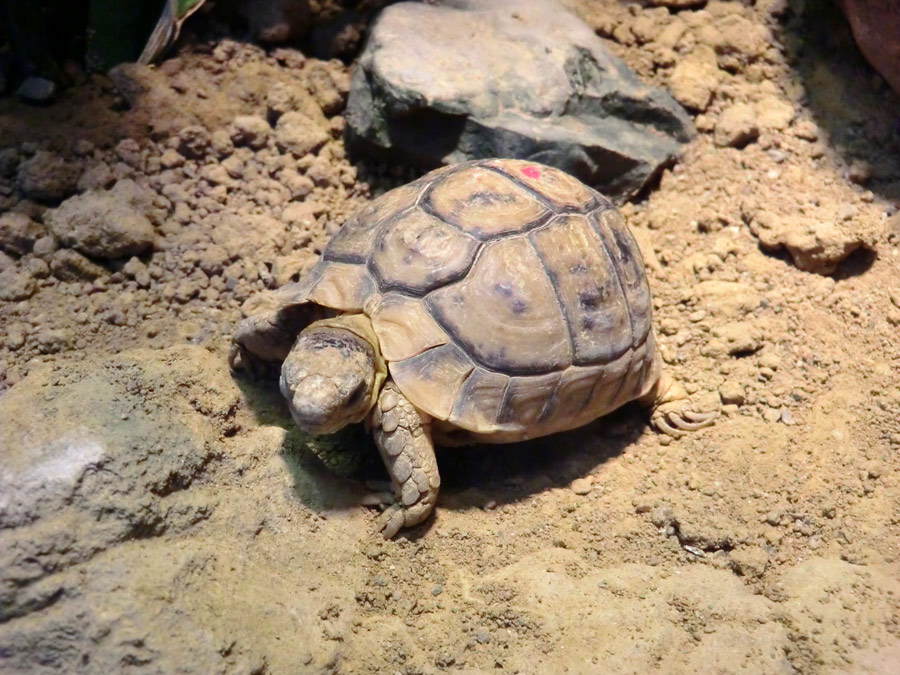 Ägyptische Landschildkröte im Wuppertaler Zoo im Januar 2013