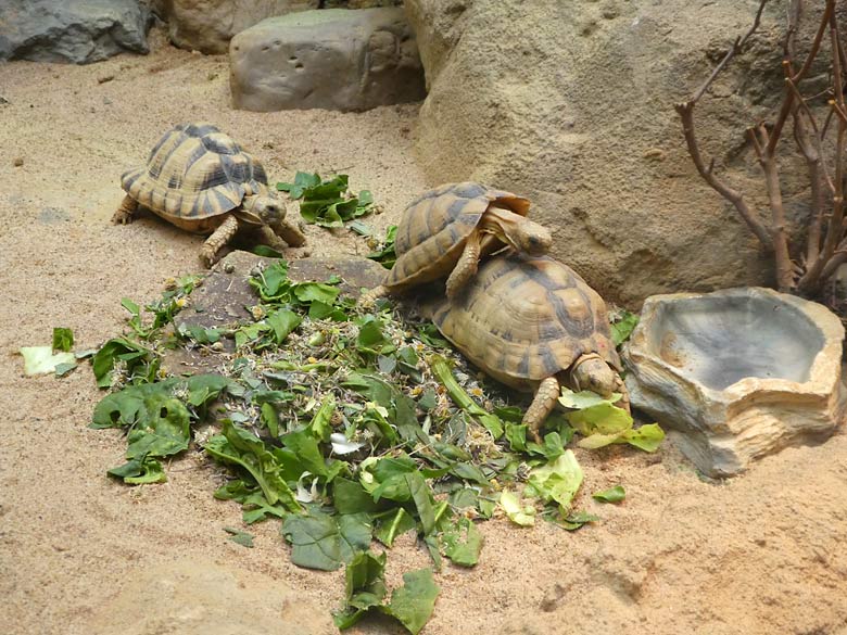 Ägyptische Landschildkröten am 3. März 2018 im Terrarium im Grünen Zoo Wuppertal