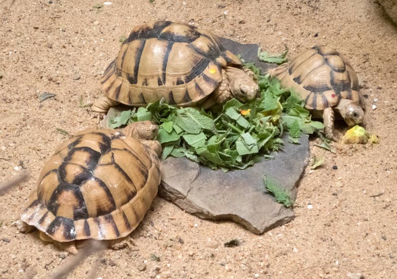 Drei Ägyptische Landschildkröten am 21. Juli 2018 im Vogelhaus im Grünen Zoo Wuppertal