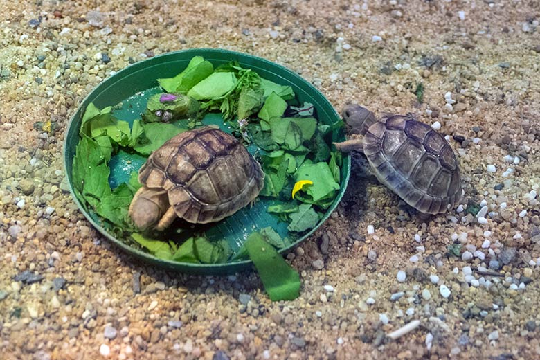 Zwei Jungtiere der Ägyptischen Landschildkröte am 10. August 2022 in der Nachzuchtstation im Grünen Zoo Wuppertal