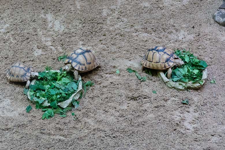 Drei Ägyptische Landschildkröten am 12. November 2022 in einem Schau-Terrarium im Vogel-Haus im Grünen Zoo Wuppertal