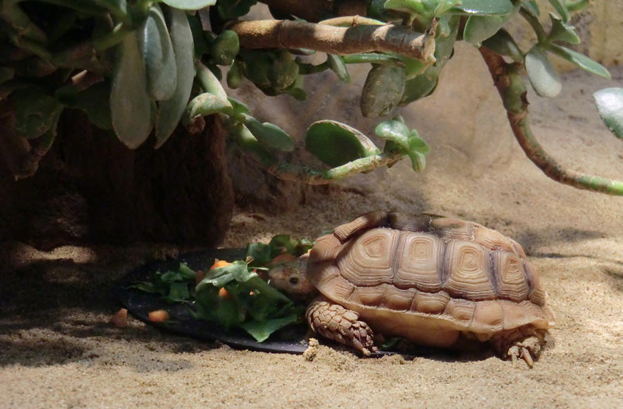 Areolen-Flachschildkröte im Zoo Wuppertal im Februar 2012