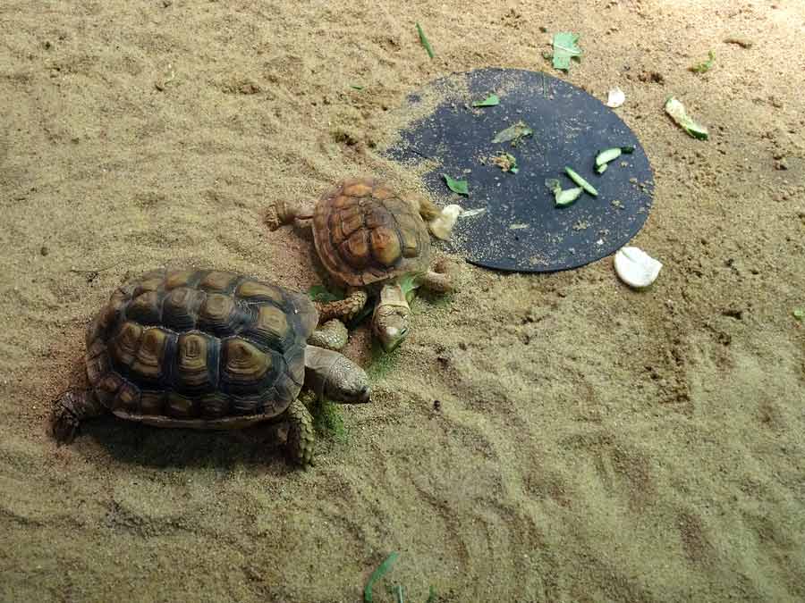 Areolen-Flachschildkröten im Zoo Wuppertal im Mai 2015