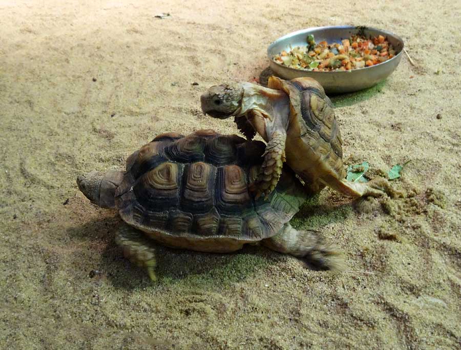 Paarung der Areolen-Flachschildkröten im Zoo Wuppertal im Mai 2015