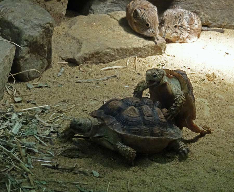 Paarung der Areolen-Flachschildkröten im Wuppertaler Zoo im Mai 2015