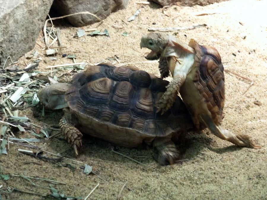 Paarung der Areolen-Flachschildkröten im Zoo Wuppertal im Mai 2015