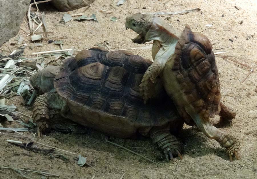 Paarung der Areolen-Flachschildkröten im Zoologischen Garten Wuppertal im Mai 2015