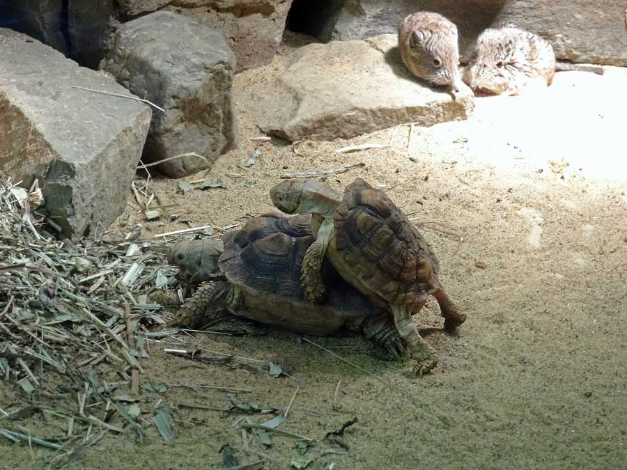 Paarung der Areolen-Flachschildkröten im Grünen Zoo Wuppertal im Mai 2015