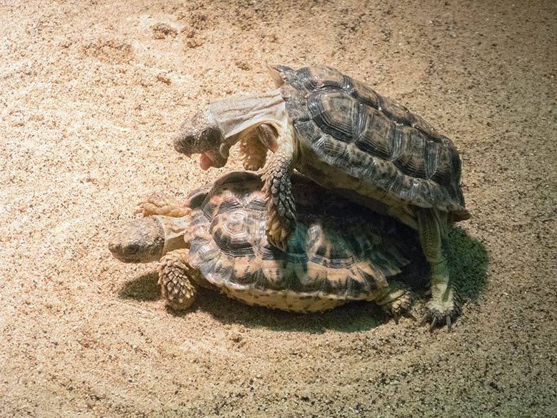 Gesägte Flachschildkröten bei der Paarung am 30. Dezember 2018 im Schaugehege im Großkatzenhaus im Wuppertaler Zoo