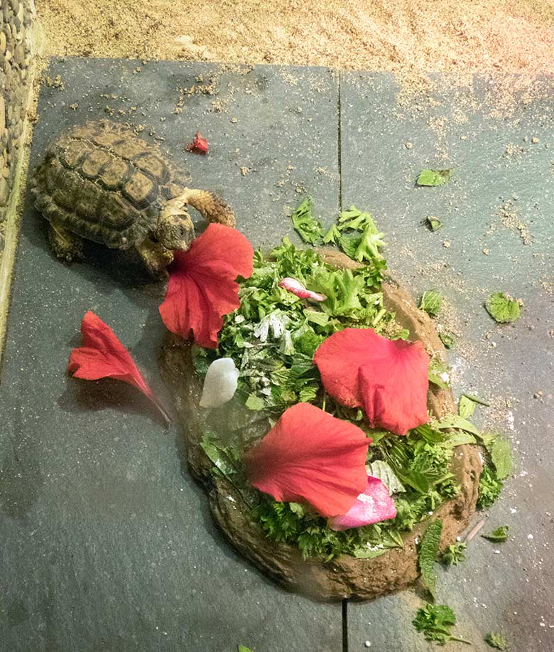 Gesägte Flachschildkröte am 19. Juli 2019 im Schau-Terrarium im Großkatzenhaus im Grünen Zoo Wuppertal