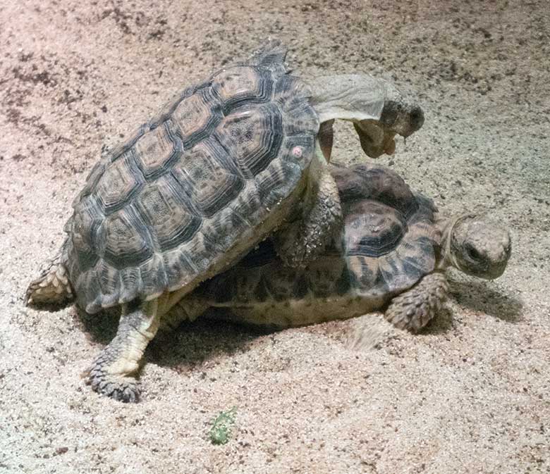 Paarung der Gesägten Flachschildkröten am 4. Januar 2020 in einem Schaugehege im Großkatzen-Haus im Wuppertaler Zoo