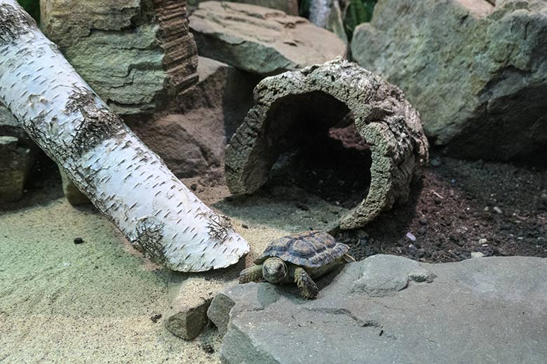 Gesägte Flachschildkröte am 31. August 2022 im Schau-Terrarium im Großkatzen-Haus im Grünen Zoo Wuppertal