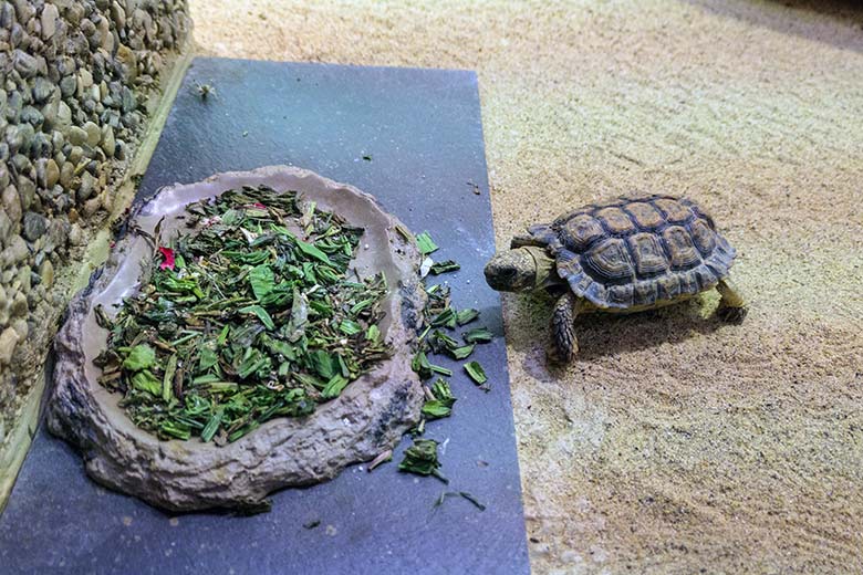 Gesägte Flachschildkröte am 31. August 2022 im Schau-Terrarium im Großkatzen-Haus im Zoo Wuppertal