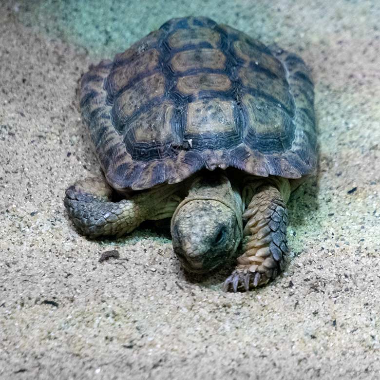 Gesägte Flachschildkröte am 5. September 2022 im Schau-Terrarium im Großkatzen-Haus im Wuppertaler Zoo
