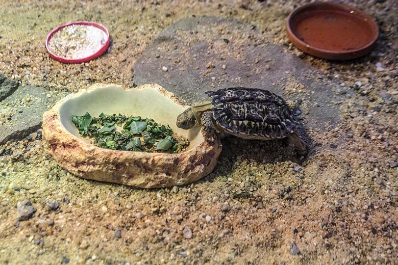 Junge Gesägte Flachschildkröte am 15. September 2022 in der Nachzuchtstation für Amphibien und Reptilien im Grünen Zoo Wuppertal