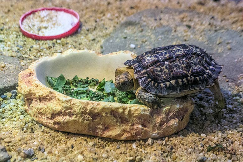 Junge Gesägte Flachschildkröte am 15. September 2022 in der Nachzuchtstation für Amphibien und Reptilien im Wuppertaler Zoo