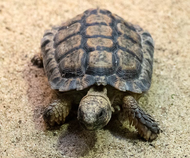 Adulte Gesägte Flachschildkröte am 8. November 2022 im Schau-Terrarium im Großkatzen-Haus im Wuppertaler Zoo