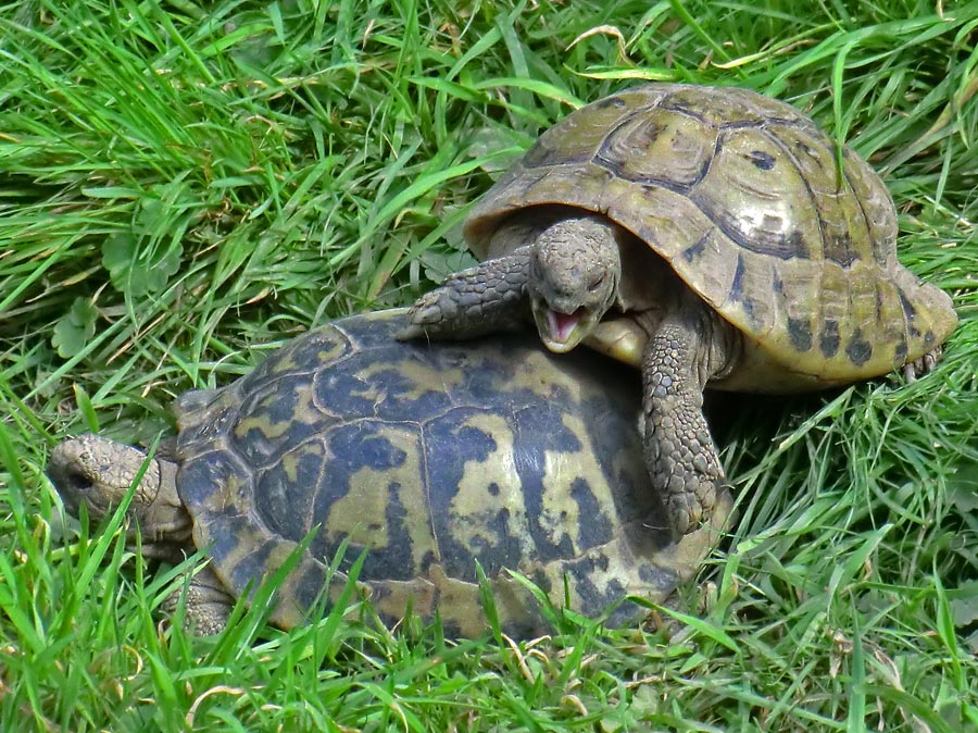 Griechische Landschildkröten im Wuppertaler Zoo im September 2011