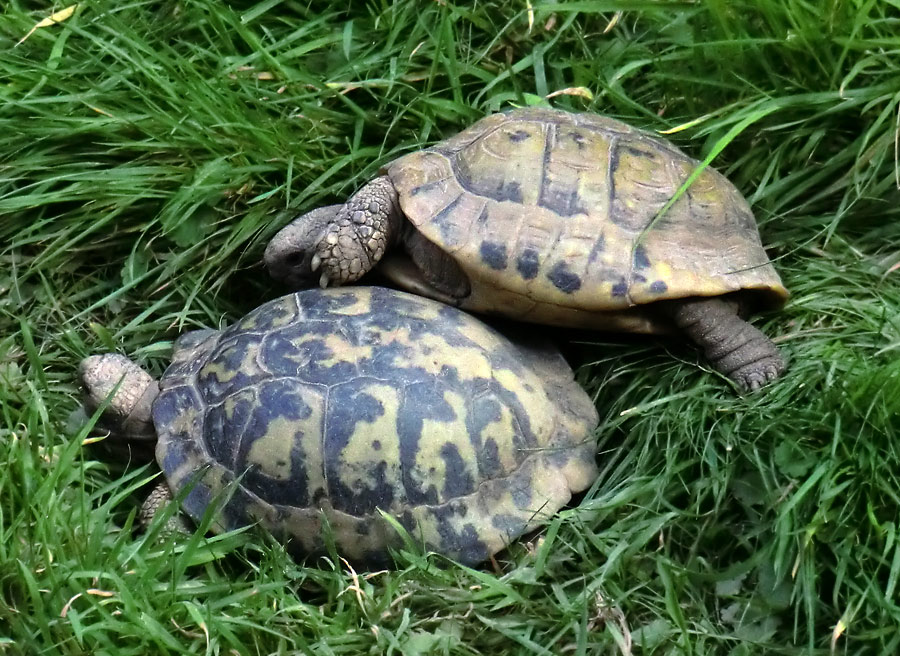Griechische Landschildkröten im Wuppertaler Zoo im September 2011
