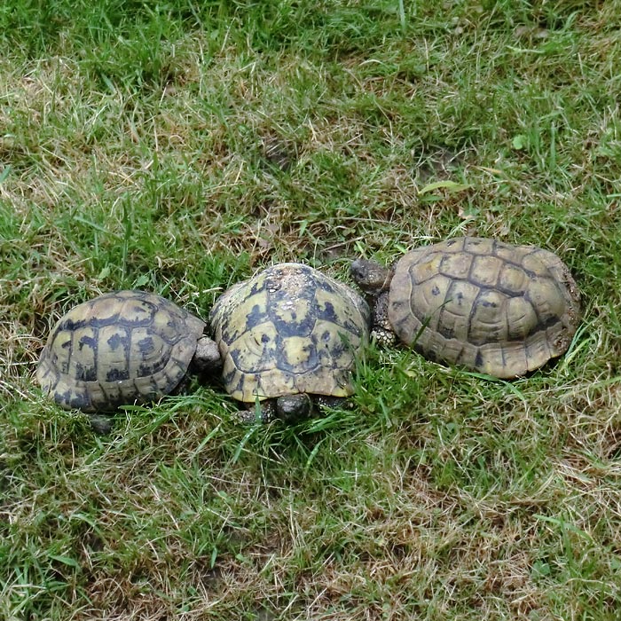 Griechische Landschildkröten im Wuppertaler Zoo im Juni 2012