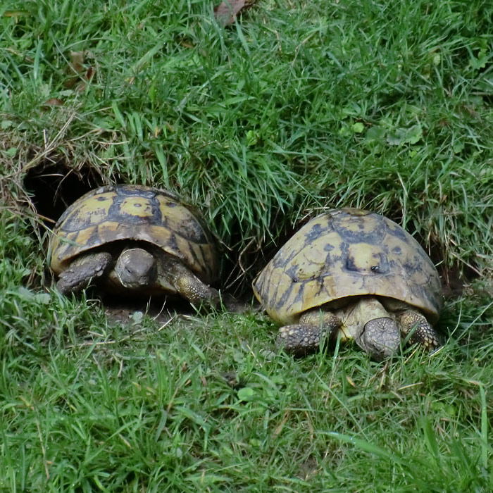 Griechische Landschildkröten im Wuppertaler Zoo im Juli 2012