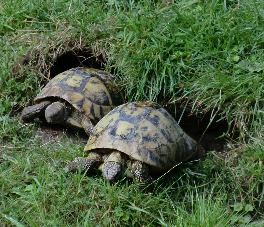 Griechische Landschildkröten im Zoo Wuppertal im Juli 2012