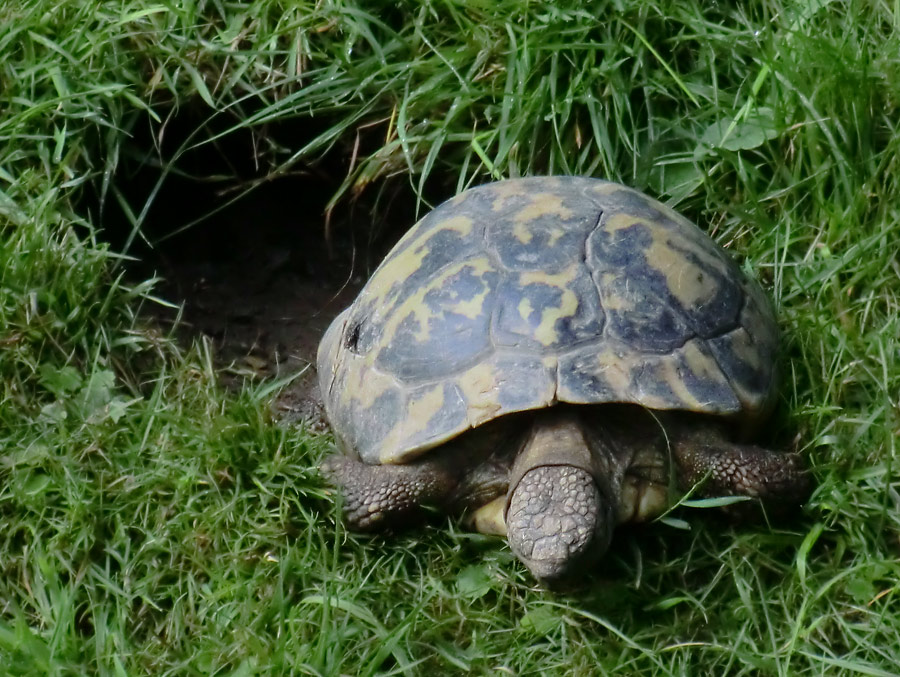 Griechische Landschildkröten im Zoologischen Garten Wuppertal im Juli 2012