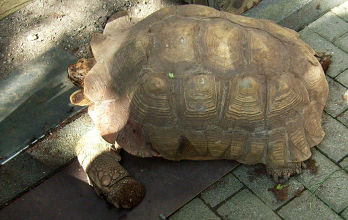 Spornschildkröte im Wuppertaler Zoo im August 2008
