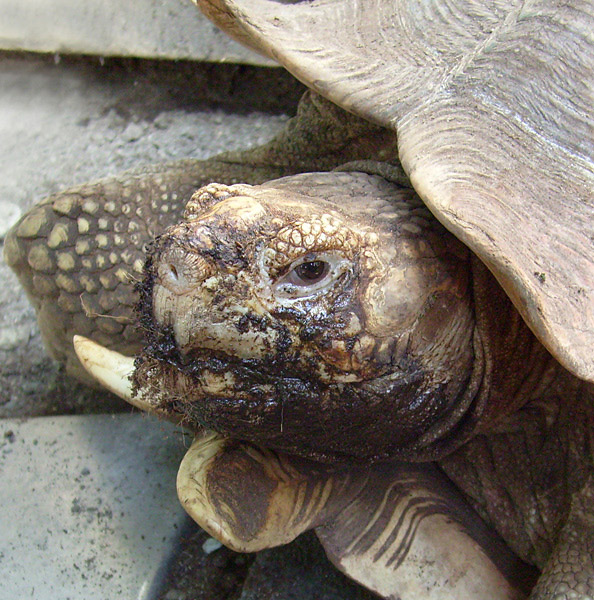 Spornschildkröte im Zoologischen Garten Wuppertal im August 2008