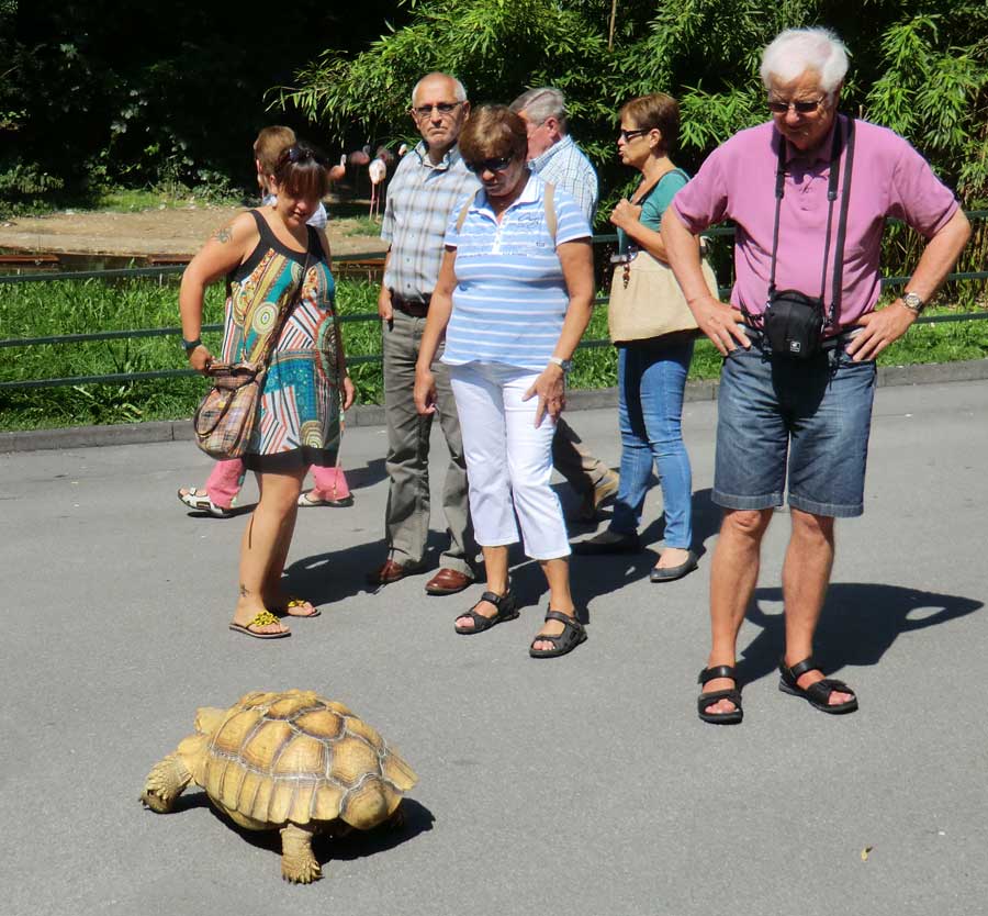 Spornschildkröte im Zoo Wuppertal im Juli 2014