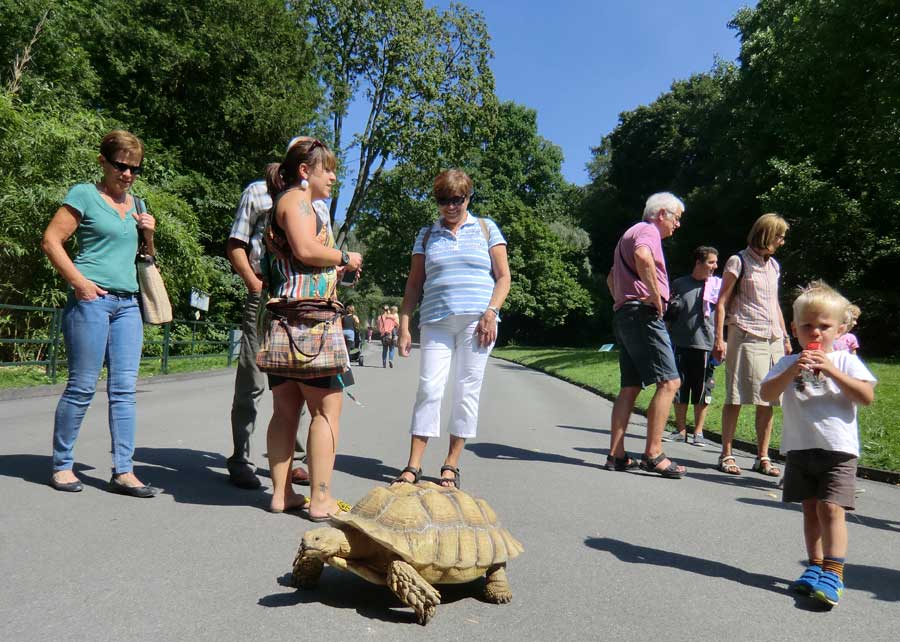 Spornschildkröte im Zoologischen Garten Wuppertal im Juli 2014