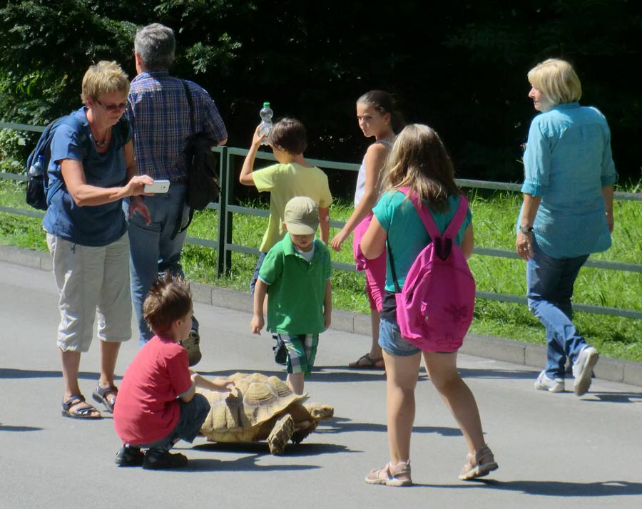 Spornschildkröte im Wuppertaler Zoo im Juli 2014