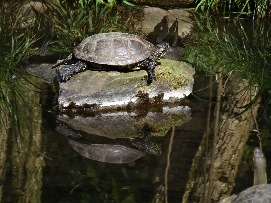 Europäische Sumpfschildkröte im Zoo Wuppertal im April 2015
