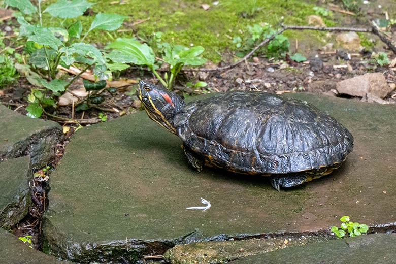 Rotwangen-Schmuckschildkröte am 10. August 2021 auf der rechten Außenanlage unterhalb des Vogel-Hauses im Grünen Zoo Wuppertal