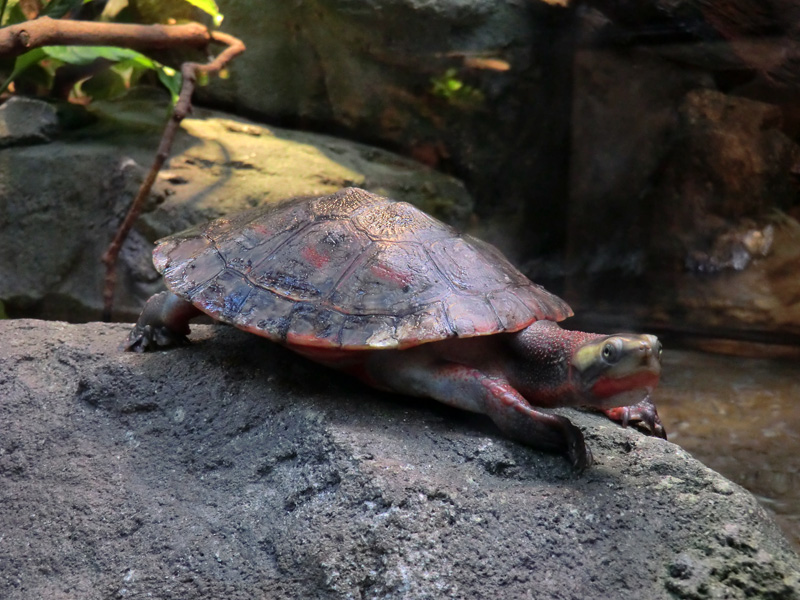 Rotbäuchige Spitzkopfschildkröte im Wuppertaler Zoo am 21. Januar 2012