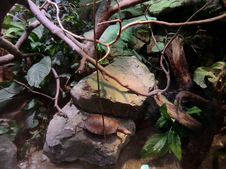 Rotbäuchige Spitzkopfschildkröte im Wuppertaler Zoo im Juni 2014